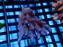 Acropora sm-med