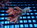 Acropora sm-med