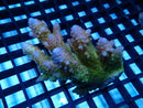 Acropora sm-med