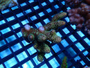 Acropora sm-med