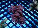 Acropora sm-med