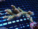Acropora sm-med
