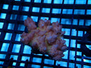 Acropora sm-med