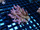 Acropora sm-med