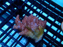 Acropora sm-med