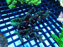 Acropora med