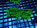 Acropora med