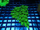 Acropora med