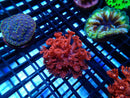 Sustainable Reefs Red Goni Frag