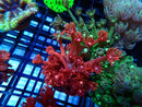 Sustainable Reefs Red Goni Frag
