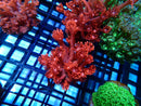 Sustainable Reefs Red Goni Frag