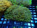 Ultra Hammer Medium yellow stem