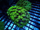 Goni Green small bright