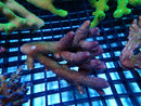 Acropora medium