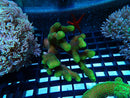 Stylophora