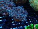 Blue Softie Frag