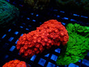 Goni Bright Red small