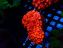 Goni Bright Red small