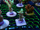 Acropora Frag (fresh)