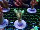 Acropora Frag (fresh)