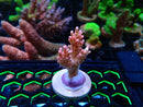 Acropora Frag (fresh)