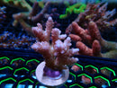 Acropora Frag (fresh)