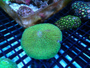 Fungia Plate medium