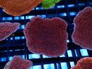 Monti Frag Scrolling Red Rose