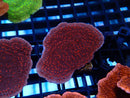Monti Frag Scrolling Red Rose