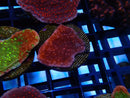 Monti Frag Scrolling 2 tone