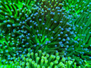 Heliofungia medium Green