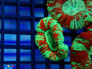 Trachy Red multi