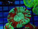 Trachy Red multi