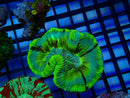 Trachy green bright