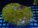 Zoa Rock growing on Heliofungia base