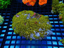 Zoa Rock growing on Heliofungia base