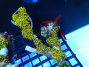 Zoa Rock medium bright colours