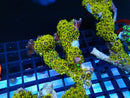 Zoa Rock medium bright colours