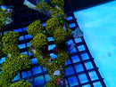 Zoa Rock medium bright colours