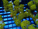 Zoa Rock medium bright colours