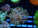 Goni WA Frag clearance