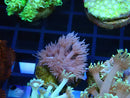 Goni WA Frag clearance