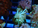 Goni WA Frag clearance