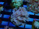 Goni WA Frag clearance