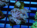 Goni WA Frag clearance