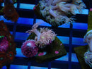 Goni WA Frag clearance
