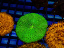 Fungia Disk