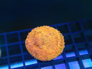 Chalice Frag