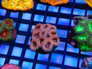 Acan small cluster