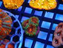 Acan Frag